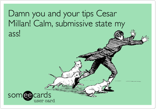 Illustration for article titled Hate-Watching Cesar Millan